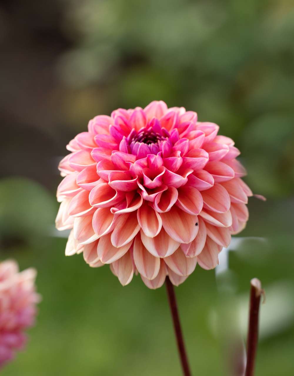 Dahlia 'Daisy Duke'